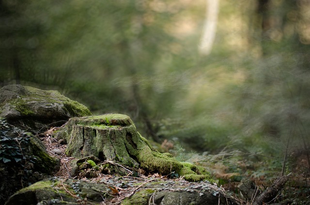 Metsässä ja luonnossa mieli rauhoittuu ja keho alkaa voimaan paremmin